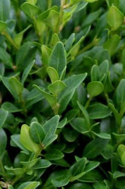 Green Velvet Boxwood - 7 Gallon Pot 11 Green Velvet Boxwood - 7 Gallon Pot -Wilson Bros Gardens Shop Boxwood Green Velvet 1 1