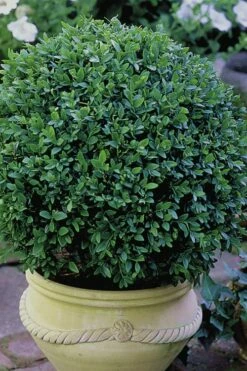Green Velvet Boxwood - 1 Gallon Pot 10 Green Velvet Boxwood - 1 Gallon Pot -Wilson Bros Gardens Shop Boxwood Green Velvet 3 2