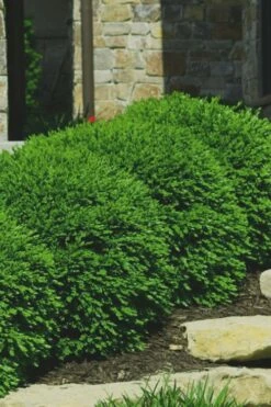 Green Velvet Boxwood - 7 Gallon Pot 9 Green Velvet Boxwood - 7 Gallon Pot -Wilson Bros Gardens Shop Boxwood Green Velvet 7 1