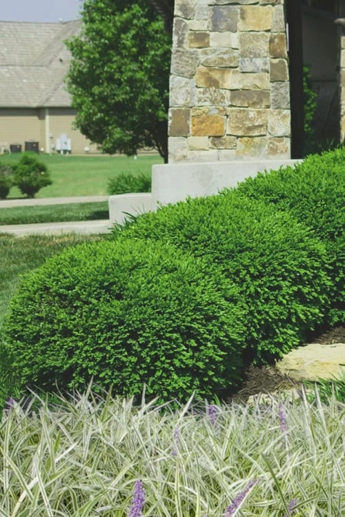 Green Velvet Boxwood - 6 Pack Of 1 Gallon Pots 1 Green Velvet Boxwood - 6 Pack Of 1 Gallon Pots