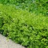 Japanese Boxwood - Buxus Microphylla - 3 Gallon Pot
