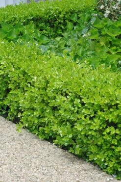 Japanese Boxwood - Buxus Microphylla - 3 Gallon Pot