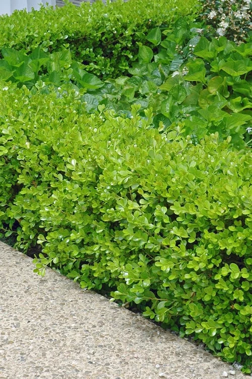 Japanese Boxwood - Buxus Microphylla - 3 Gallon Pot 1 Japanese Boxwood - Buxus Microphylla - 3 Gallon Pot