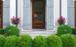 Japanese Boxwood (Buxus Microphylla) - 7 Gallon Pot 12 Japanese Boxwood (Buxus Microphylla) - 7 Gallon Pot -Wilson Bros Gardens Shop Boxwood Japanese Entryway 1