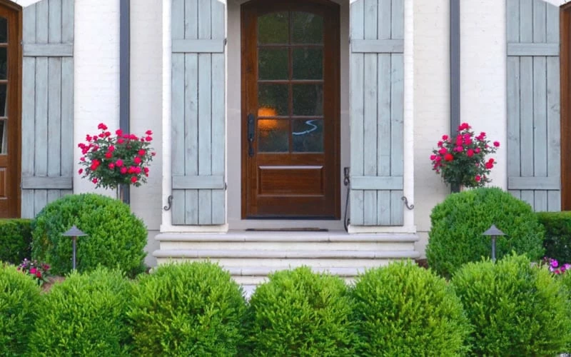 Japanese Boxwood (Buxus Microphylla) - 7 Gallon Pot 5 Japanese Boxwood (Buxus Microphylla) - 7 Gallon Pot - Image 5