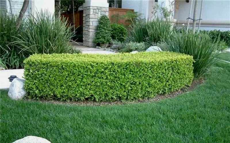 Japanese Boxwood (Buxus Microphylla) - 7 Gallon Pot 7 Japanese Boxwood (Buxus Microphylla) - 7 Gallon Pot - Image 7