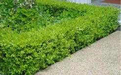 Japanese Boxwood - Buxus Microphylla - 3 Gallon Pot 11 Japanese Boxwood - Buxus Microphylla - 3 Gallon Pot -Wilson Bros Gardens Shop Boxwood Japanese Hedge 2 2