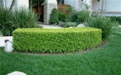 Japanese Boxwood - Buxus Microphylla - 6 Pack Of 1 Gallon Pots 14 Japanese Boxwood - Buxus Microphylla - 6 Pack Of 1 Gallon Pots -Wilson Bros Gardens Shop Boxwood Japanese Hedge