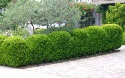 Japanese Boxwood (Buxus Microphylla) - 7 Gallon Pot 13 Japanese Boxwood (Buxus Microphylla) - 7 Gallon Pot -Wilson Bros Gardens Shop Boxwood Japanese Hedge 3 1