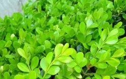 Japanese Boxwood - Buxus Microphylla - 1 Gallon Pot 15 Japanese Boxwood - Buxus Microphylla - 1 Gallon Pot -Wilson Bros Gardens Shop Boxwood Japanese Leaves Closeup 3