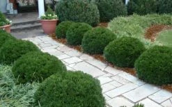 Justin Brouwers Dwarf Boxwood - 6 Pack Of 1 Gallon Pots -Wilson Bros Gardens Shop Boxwood Justin Brouwers In Landscape 1