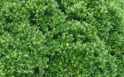 Justin Brouwers Dwarf Boxwood - 6 Pack Of 1 Gallon Pots -Wilson Bros Gardens Shop Boxwood Justin Brouwers Leaves 1
