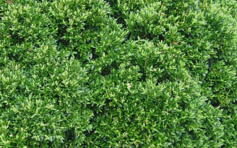 Justin Brouwers Dwarf Boxwood - 1 Gallon Pot 5 Justin Brouwers Dwarf Boxwood - 1 Gallon Pot - Image 5
