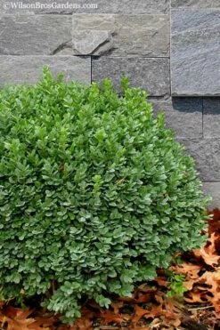 Korean Dwarf Boxwood - Buxus Sinica Var. Insularis 'Nana' - 6 Pack Of 1 Gallon Pots 11 Korean Dwarf Boxwood - Buxus Sinica Var. Insularis 'Nana' - 6 Pack Of 1 Gallon Pots -Wilson Bros Gardens Shop Boxwood Korean Dwarf Insularis Nana 1 1