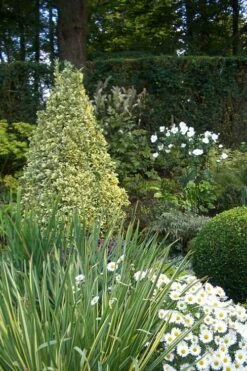 Variegated Boxwood Cone Topiary (Buxus Sempervirens 'Variegata') - 3 Gallon Pot -Wilson Bros Gardens Shop Boxwood Variegated Cone 1 1