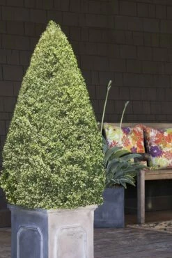 Variegated Boxwood Cone Topiary (Buxus Sempervirens 'Variegata') - 5 Gallon Pot