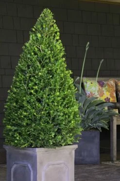 Wintergreen Boxwood - 1 Gallon Pot 9 Wintergreen Boxwood - 1 Gallon Pot -Wilson Bros Gardens Shop Boxwood Wintergreen 11 1