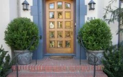 Wintergreen Boxwood - 6 Pack Of 1 Gallon Pots -Wilson Bros Gardens Shop Boxwood Wintergreen 12