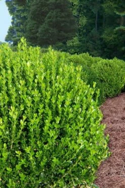 Wintergreen Boxwood - 1 Gallon Pot 11 Wintergreen Boxwood - 1 Gallon Pot -Wilson Bros Gardens Shop Boxwood Wintergreen 500x750 2