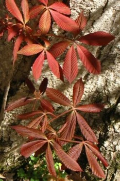 Painted Buckeye (Aesculus Sylvatica) - 1 Gallon Pot -Wilson Bros Gardens Shop Buckeye Painted 3 1