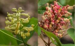 Painted Buckeye (Aesculus Sylvatica) - 1 Gallon Pot -Wilson Bros Gardens Shop Buckeye Painted 4 1
