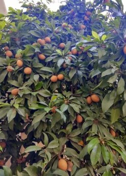 Mamey Sapote 'Key West' (Pouteria Sapota)
