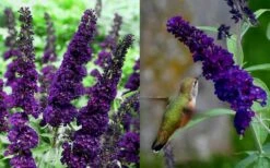 Black Knight Butterfly Bush - 3 Gallon Pot -Wilson Bros Gardens Shop Butterfly Bush Black Knight 1 1