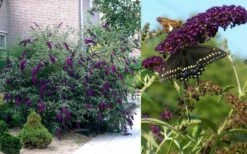 Black Knight Butterfly Bush - 3 Gallon Pot -Wilson Bros Gardens Shop Butterfly Bush Black Knight 2 1