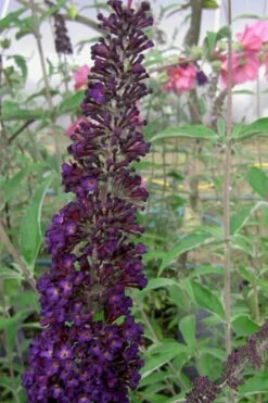 Black Knight Butterfly Bush - 1 Gallon Pot