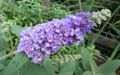 Lo & Behold Blue Chip Dwarf Butterfly Bush - 3 Gallon Pot -Wilson Bros Gardens Shop Butterfly Bush Blue Chip 1