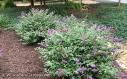 Lo & Behold Blue Chip Dwarf Butterfly Bush - 3 Gallon Pot -Wilson Bros Gardens Shop Butterfly Bush Blue Chip 50 1