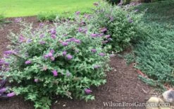 Lo & Behold Blue Chip Dwarf Butterfly Bush - 1 Gallon Pot -Wilson Bros Gardens Shop Butterfly Bush Blue Chip Buddleia wb