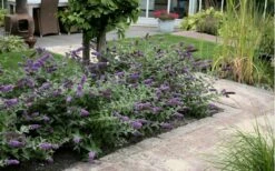 Lo & Behold Blue Chip Dwarf Butterfly Bush - 1 Gallon Pot -Wilson Bros Gardens Shop Butterfly Bush Blue Chip Massed 2
