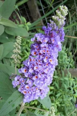 Lo & Behold Blue Chip Dwarf Butterfly Bush - 3 Gallon Pot