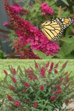 Miss Molly Butterfly Bush - Buddleia - 3 Gallon Pot -Wilson Bros Gardens Shop Butterfly Bush Miss Molly 1 1