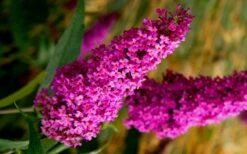 Royal Red Butterfly Bush - Buddleia - 3 Gallon Pot -Wilson Bros Gardens Shop Butterfly Bush Royal Red