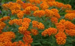 Orange Butterfly Milkweed - Asclepias Tuberosa - 10 Pack Of Quart Pots -Wilson Bros Gardens Shop Butterfly Weed 10 1