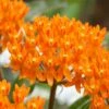 Orange Butterfly Milkweed - Asclepias Tuberosa - 5 Pack Of Quart Pots