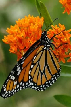 Orange Butterfly Milkweed - Asclepias Tuberosa - 10 Pack Of Quart Pots -Wilson Bros Gardens Shop Butterfly Weed 12 1