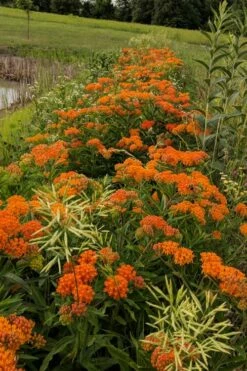Orange Butterfly Milkweed - Asclepias Tuberosa - 5 Pack Of Quart Pots -Wilson Bros Gardens Shop Butterfly Weed 13 3