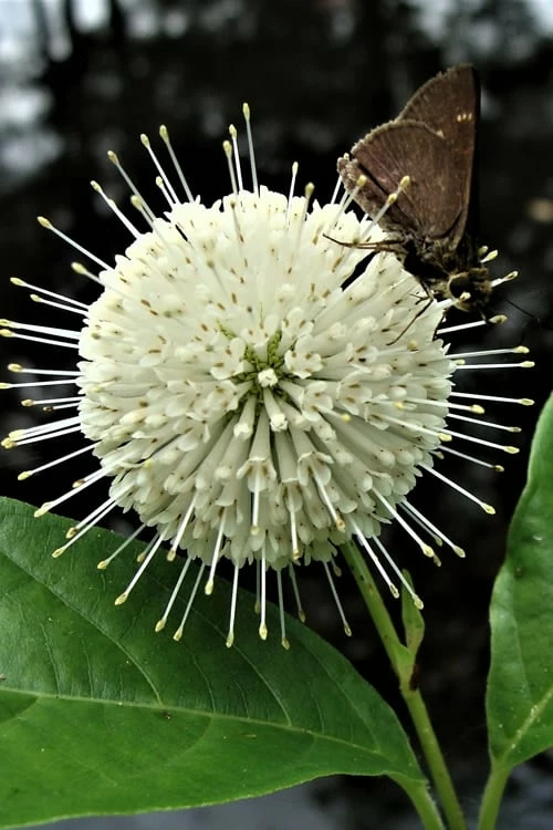 Buttonbush (Cephalanthus Occidentalis) - 3 Pack Of 1.5 Quart Pots 4 Buttonbush (Cephalanthus Occidentalis) - 3 Pack Of 1.5 Quart Pots - Image 4