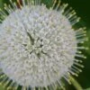 Buttonbush (Cephalanthus Occidentalis) - 3 Gallon Pot
