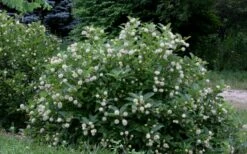 Buttonbush (Cephalanthus Occidentalis) - 3 Gallon Pot 7 Buttonbush (Cephalanthus Occidentalis) - 3 Gallon Pot -Wilson Bros Gardens Shop Buttonbush 6