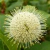 Fiber Optics Buttonbush (Cephalanthus Occidentalis 'Bailoptics') - 3 Gallon Pot