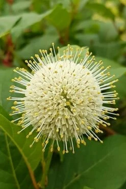 New Release 1 Fiber Optics Buttonbush (Cephalanthus Occidentalis 'Bailoptics') - 3 Gallon Pot