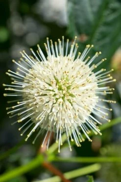 Sugar Shack Fragrant Dwarf Buttonbush - Cephalanthus Occidentalis - 1 Gallon Pot -Wilson Bros Gardens Shop Buttonbush Sugar Shack 2 1