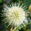Sugar Shack Fragrant Dwarf Buttonbush - Cephalanthus Occidentalis - 3 Gallon Pot