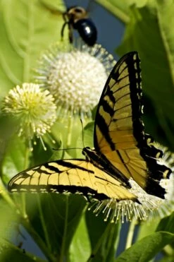 Sugar Shack Fragrant Dwarf Buttonbush - Cephalanthus Occidentalis - 1 Gallon Pot -Wilson Bros Gardens Shop Buttonbush Sugar Shack 3