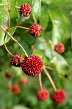 Sugar Shack Fragrant Dwarf Buttonbush - Cephalanthus Occidentalis - 1 Gallon Pot -Wilson Bros Gardens Shop Buttonbush Sugar Shack 6