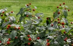 Sugar Shack Fragrant Dwarf Buttonbush - Cephalanthus Occidentalis - 3 Gallon Pot -Wilson Bros Gardens Shop Buttonbush Sugar Shack 7 1